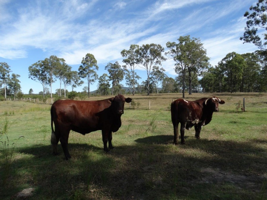 Real Estate in Watalgan