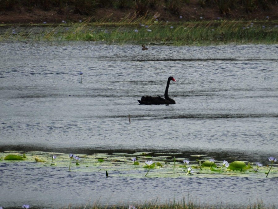 Real Estate in Watalgan