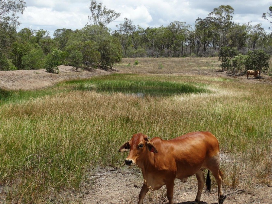Real Estate in Watalgan