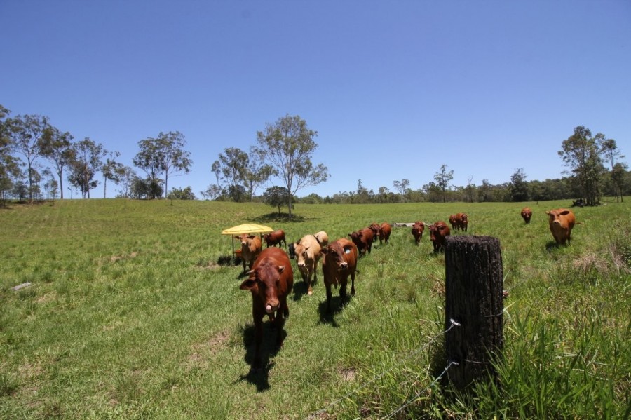 Real Estate in Berajondo