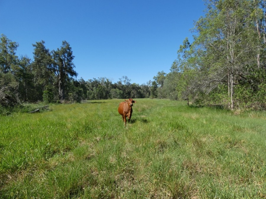 Real Estate in Berajondo