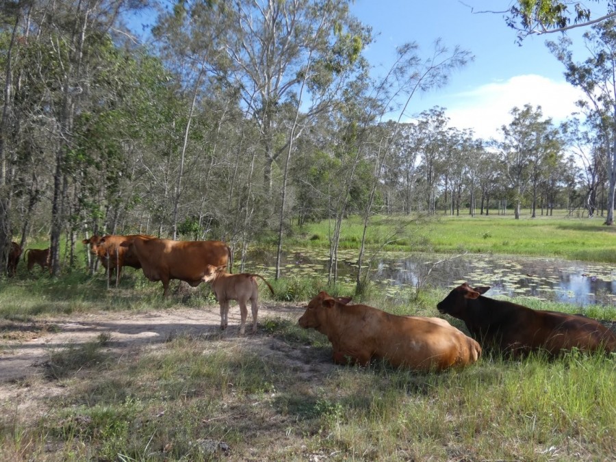 Real Estate in Euleilah