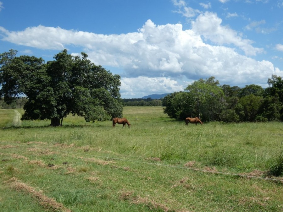 Real Estate in Colosseum