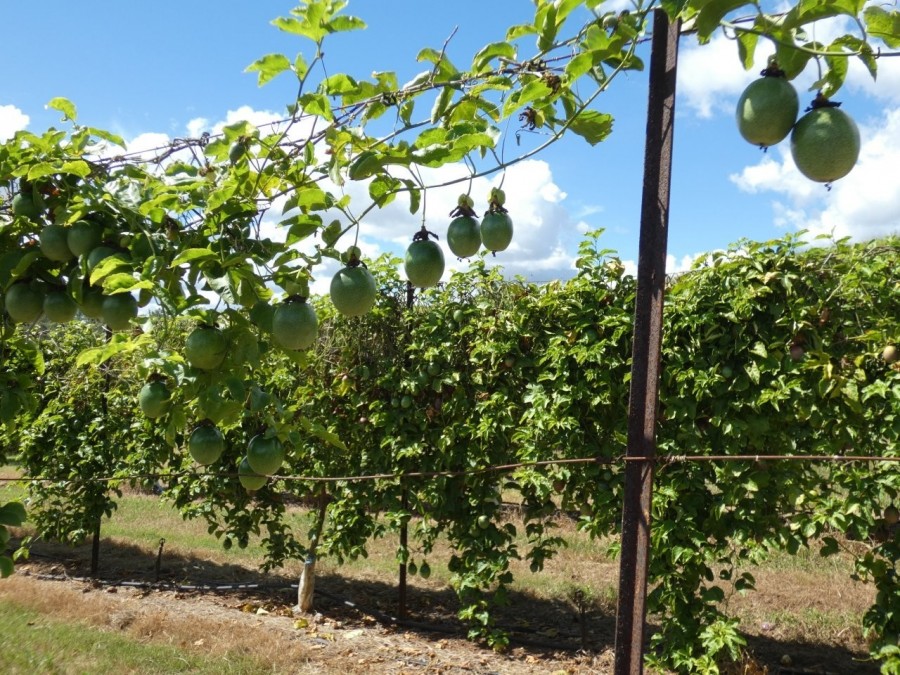 Real Estate in Bullyard