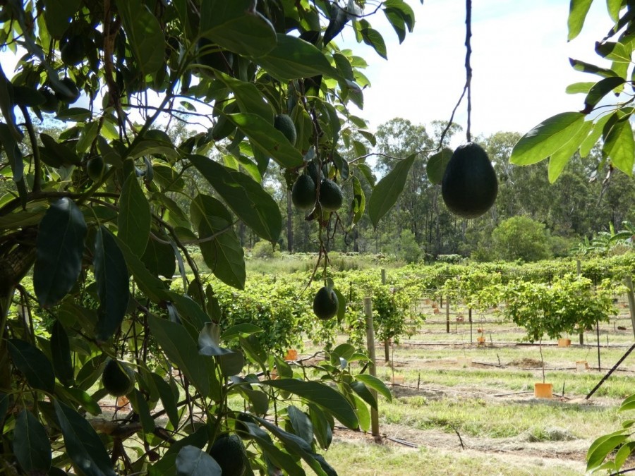 Real Estate in Bullyard