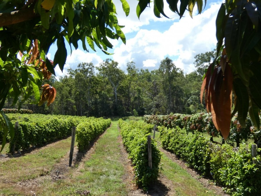 Real Estate in Bullyard