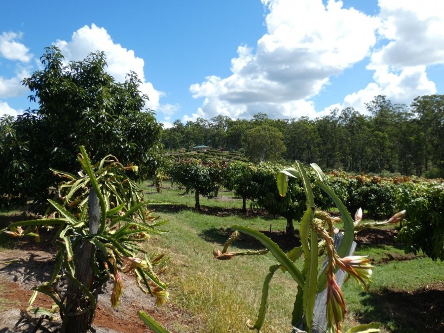 Real Estate in Bullyard
