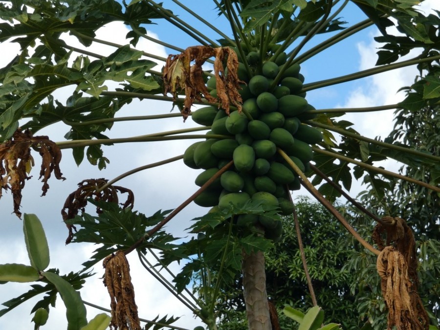 Bullyard real estate For Sale